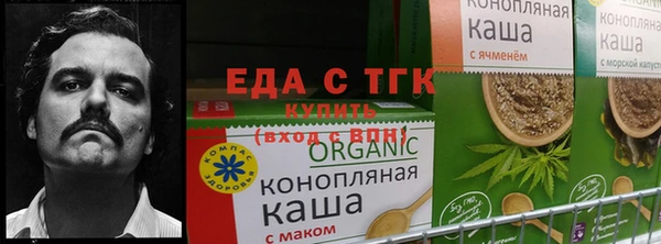амф Гусев